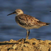 Great Knot